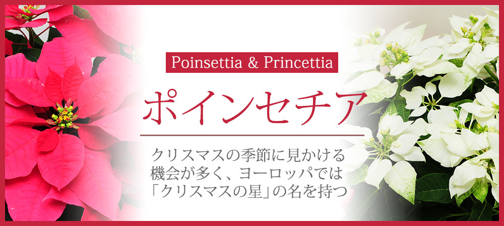 ポインセチア・プリンセチア