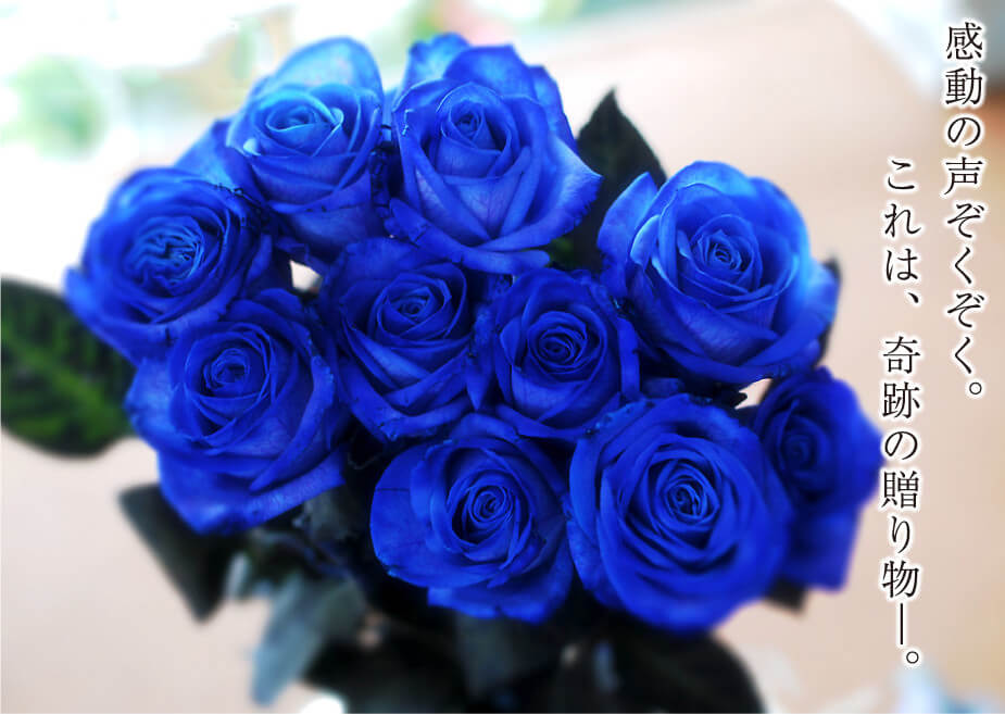 青いバラ ブルーローズ5本の花束 青い薔薇 ブルーローズ 青いバラ 薔薇 ばら の花束 エーデルワイス 花の贈り物 フラワーギフト通販 花宅配 水戸市