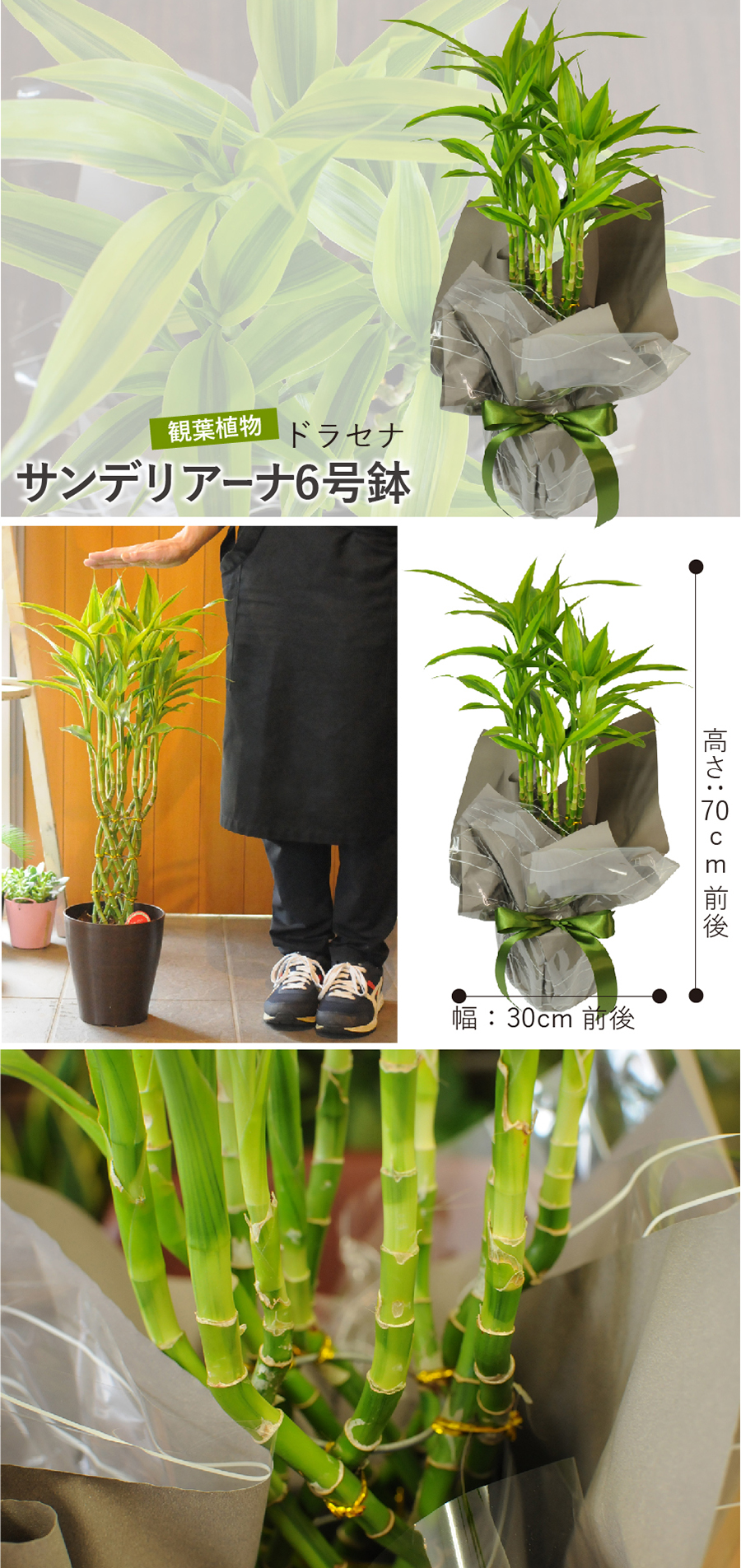 観葉植物ドラセナ サンデリアーナ 6号鉢 ラッキーバンブー 萬年竹 編みあげデラックス 観葉植物 エーデルワイス 花の贈り物 フラワーギフト通販 花宅配 水戸市