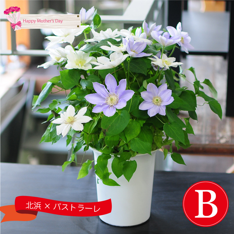 2色植え クレマチス 6号鉢 母の日 21 花のスタイルで選ぶ 花ギフト エーデルワイス 花の贈り物 フラワーギフト通販 花宅配 水戸市