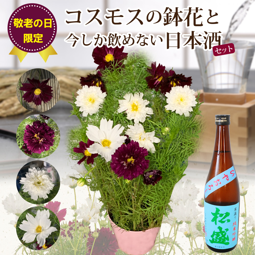 紅白コスモスの鉢花 5号鉢 日本酒のセット 敬老の日 敬老の日花ギフト 21 エーデルワイス 花の贈り物 フラワーギフト通販 花宅配 水戸市