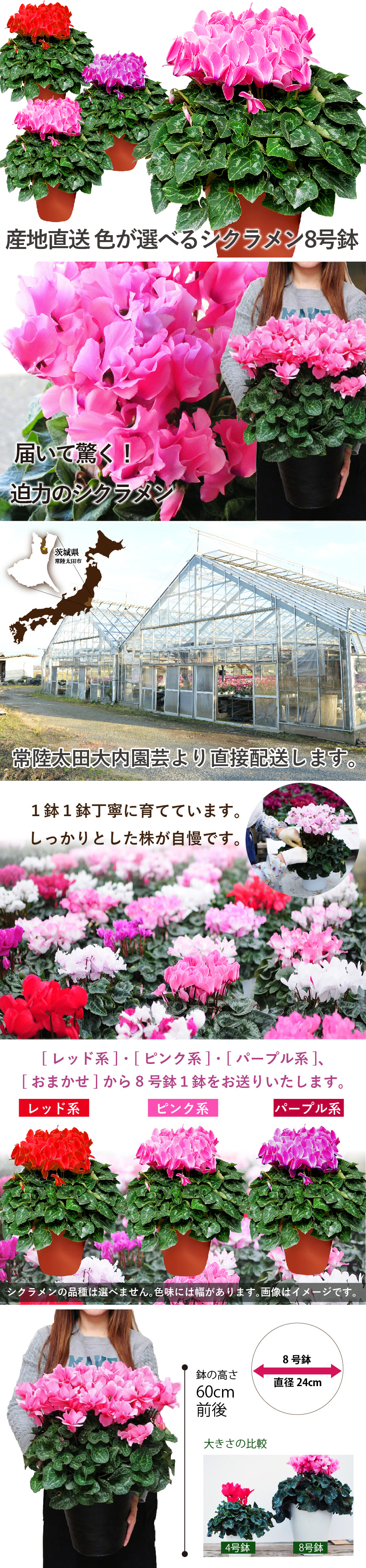 シクラメン 8号鉢 産地直送 シクラメン シクラメンの育て方 最適な温度や水やりの頻度など エーデルワイス 花の贈り物 フラワーギフト通販 花宅配 水戸市