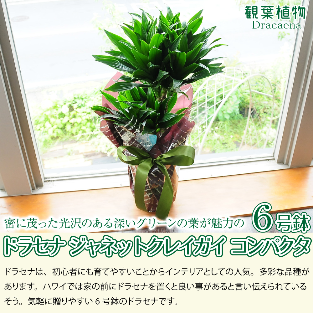 ドラセナ ジャネットクレイガイ コンパクタ 6号鉢 観葉植物 観葉植物 エーデルワイス 花の贈り物 フラワーギフト通販 花宅配 水戸市