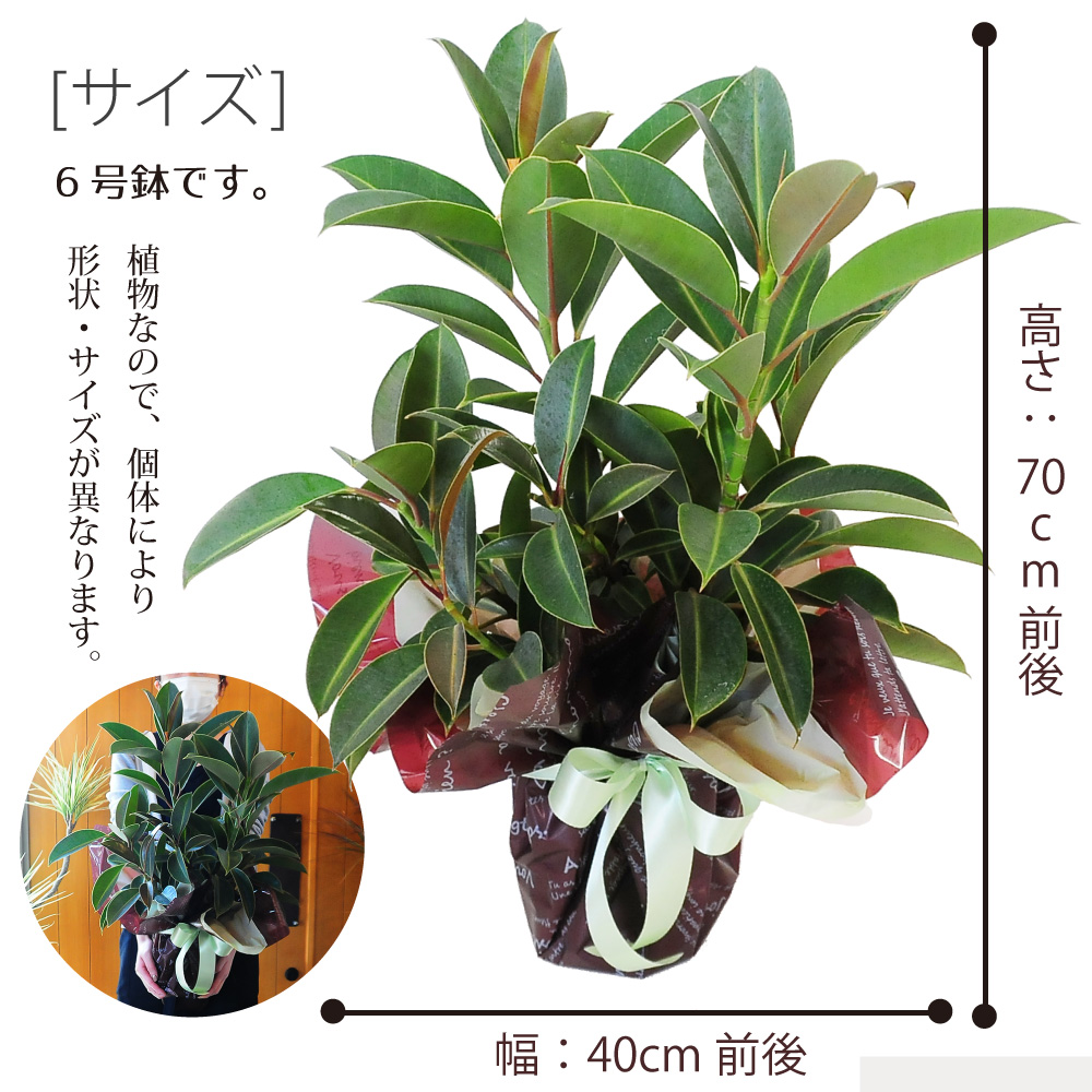 フィカス 6号鉢 ゴムの木の仲間 観葉植物 エーデルワイス 花の贈り物 フラワーギフト通販 花宅配 水戸市