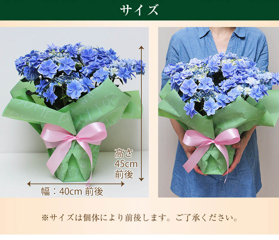 母の日 プレゼント 紫陽花 ギフト アジサイ あじさい 母の日 2023 花 母の日 あじさい 銀河 5号鉢