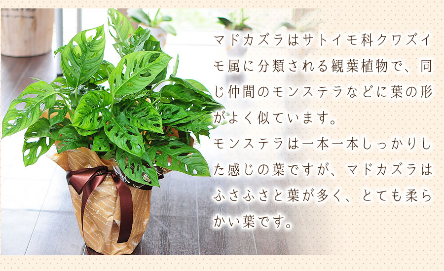 マドカズラ 7号鉢 観葉植物 窓葛 観葉植物 エーデルワイス 花の贈り物 フラワーギフト通販 花宅配 水戸市