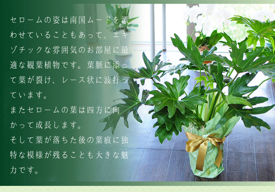 フィロデンドロン セローム 7号鉢 観葉植物 開店祝い 移転祝い 新築祝い 観葉植物 エーデルワイス 花の贈り物 フラワーギフト通販 花宅配 水戸市