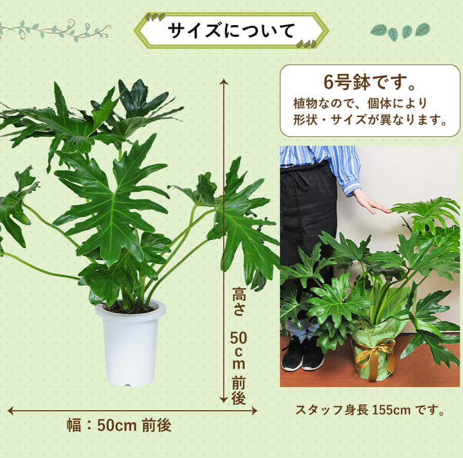 フィロデンドロン セローム 6号鉢 観葉植物 観葉植物 エーデルワイス 花の贈り物 フラワーギフト通販 花宅配 水戸市