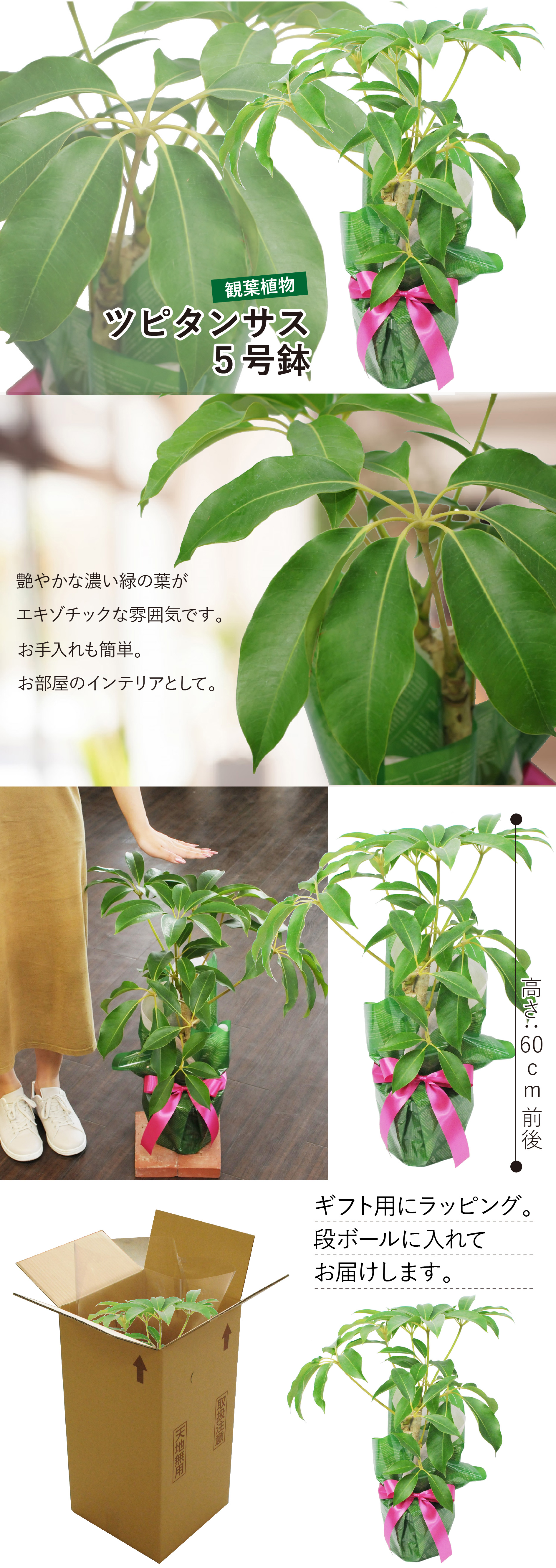 観葉植物 チュピタンサス ツピダンサス ツピタンサス 5号鉢 観葉植物 エーデルワイス 花の贈り物 フラワーギフト通販 花宅配 水戸市