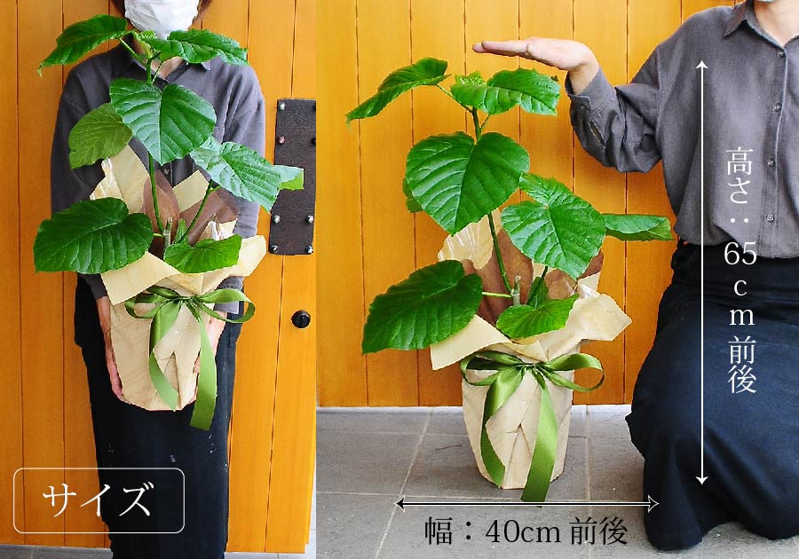 観葉植物 フィカス ウンベラータ 6号鉢 観葉植物 | エーデルワイス【花の贈り物】 フラワーギフト通販 花宅配 水戸市