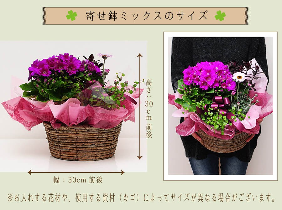 新鮮なお祝い 花 鉢植え すべての美しい花の画像