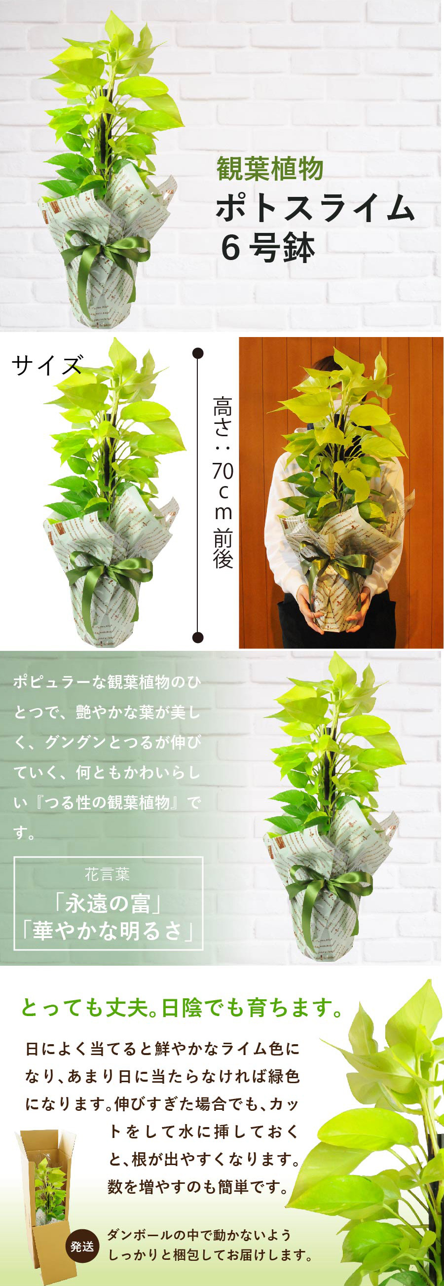 観葉植物 ポトスライム 6号鉢 観葉植物 エーデルワイス 花の贈り物 フラワーギフト通販 花宅配 水戸市