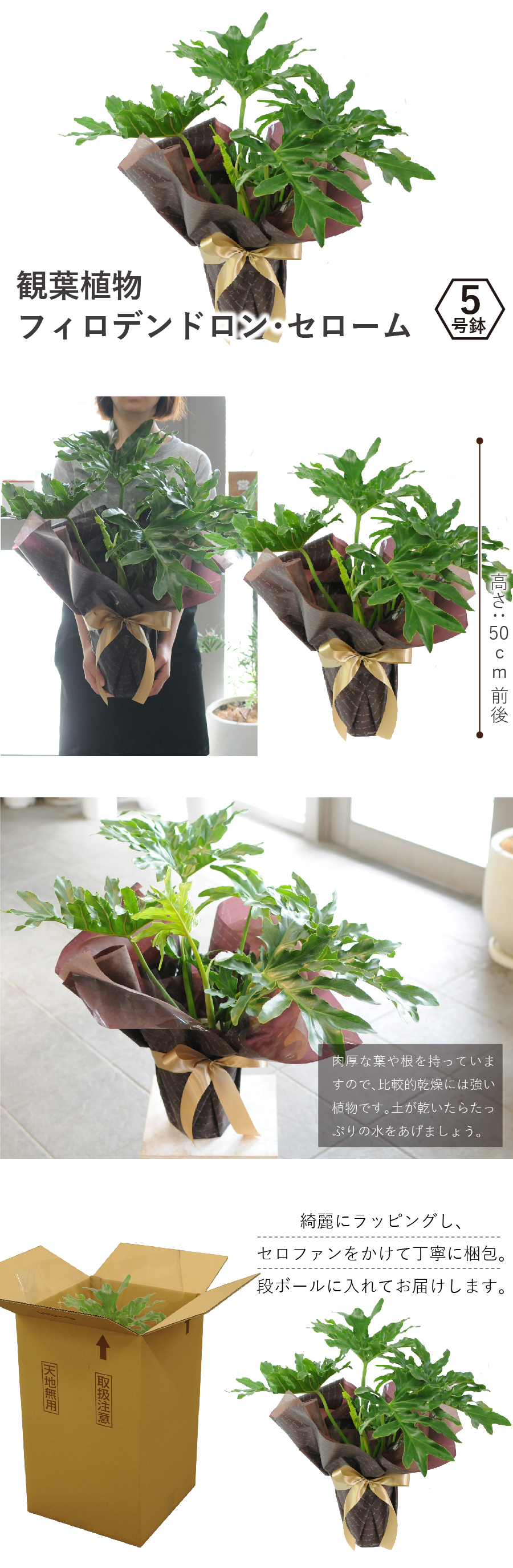 観葉植物 フィロデンドロン セローム 5号鉢 観葉植物 ハウスプランツ | エーデルワイス【花の贈り物】 フラワーギフト通販 花宅配 水戸市