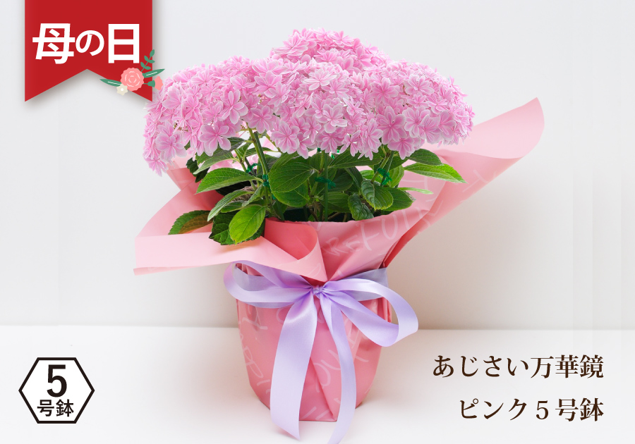 母の日 プレゼント 紫陽花 ギフト 母の日ギフト あじさい アジサイ 母の日 2023 花 万華鏡 ピンク 5号鉢