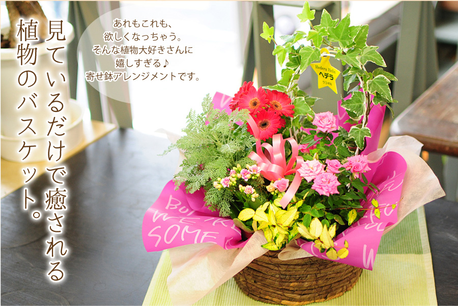寄せ鉢 季節の鉢花セット かご付き エーデルワイス 花の贈り物 フラワーギフト通販 花宅配 水戸市