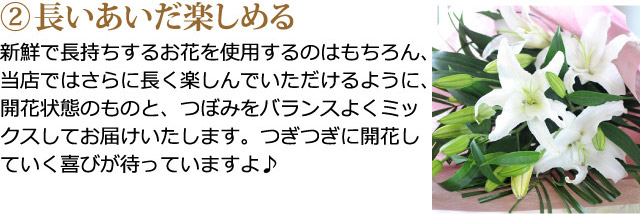 豪華大輪系 オリエンタル系 白ユリ 55輪以上の花束 百合 ゆり ユリ 花束 オリエンタル系白の大輪百合 ユリ ゆり の花束ギフト エーデルワイス 花の贈り物 フラワーギフト通販 花宅配 水戸市