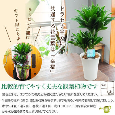 ドラセナ ジャネットクレイガイ コンパクタ 6号鉢 観葉植物 観葉植物 エーデルワイス 花の贈り物 フラワーギフト通販 花宅配 水戸市