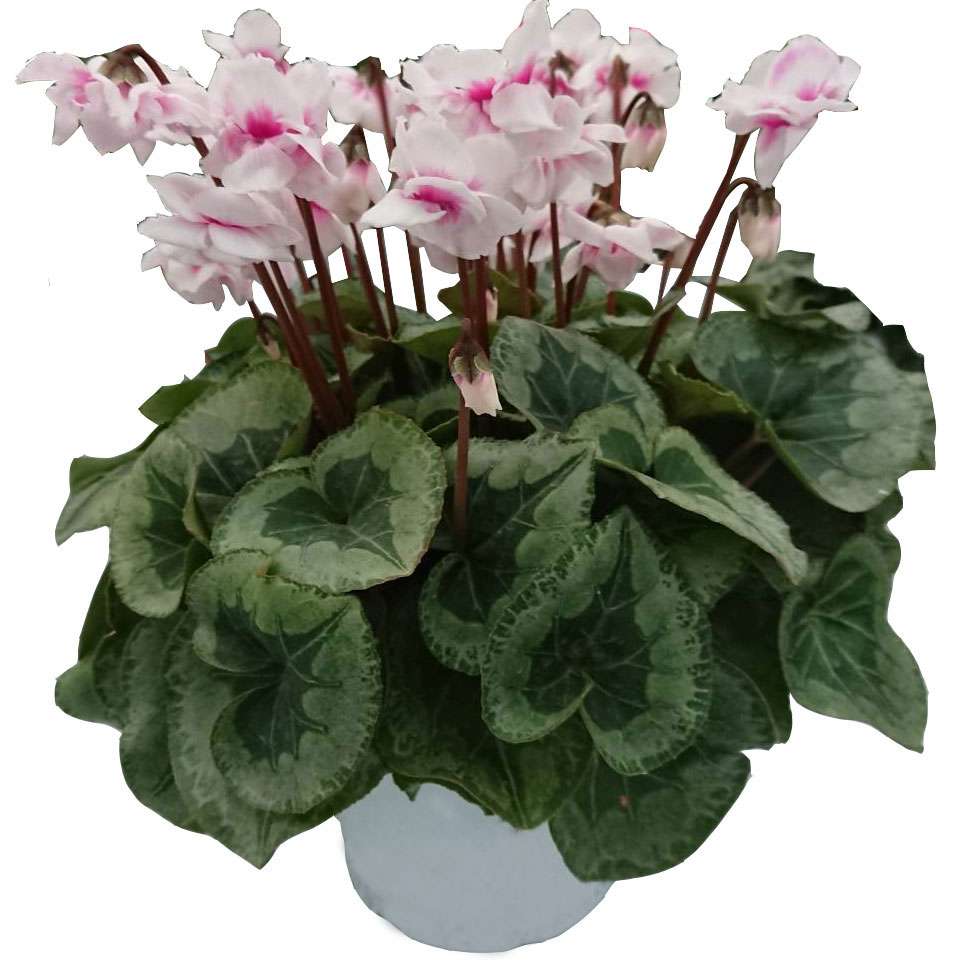 寄せ鉢 鉢植えのギフト プレゼントを全国宅配の花工房エーデルワイス