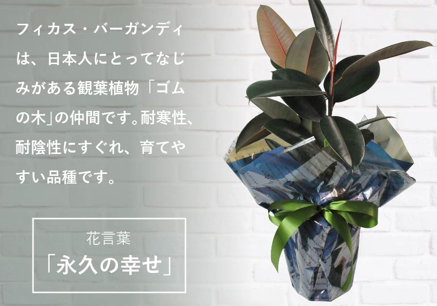 観葉植物 ゴムの木 フィカス バーガンディ 6号鉢 観葉植物 ハウスプランツ | エーデルワイス【花の贈り物】 フラワーギフト通販 花宅配 水戸市