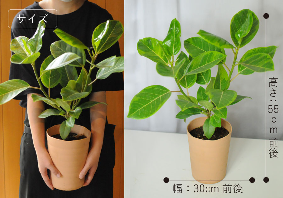 ゴムの木 観葉植物 フィカス アルテシマ 6号鉢 観葉植物 ハウス