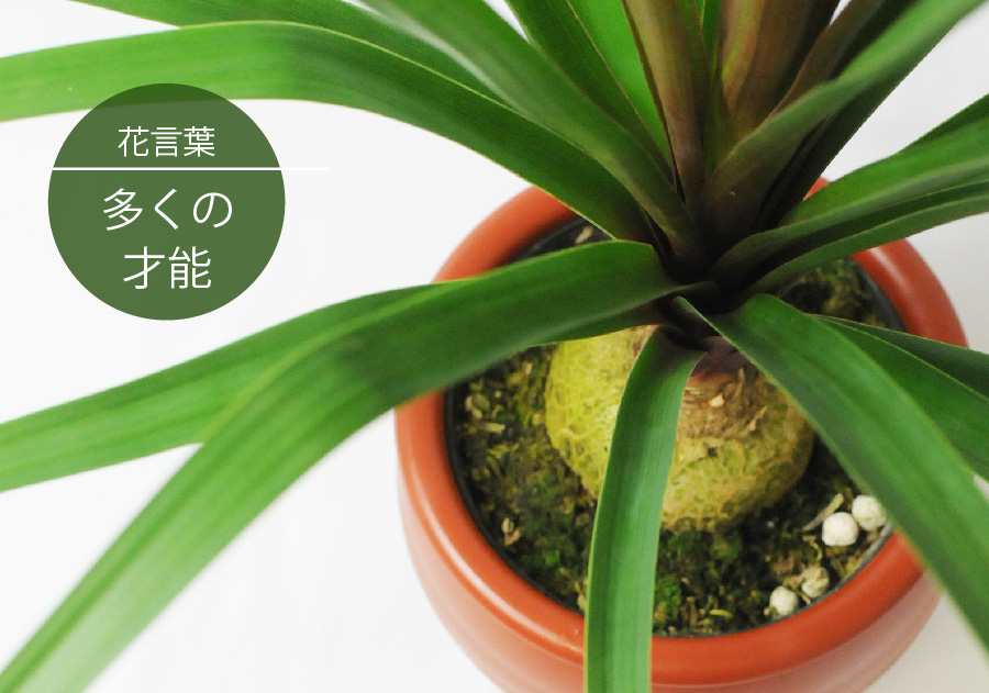 観葉植物 徳利蘭（とっくりらん） トックリラン 観葉植物 ハウスプランツ | エーデルワイス【花の贈り物】 フラワーギフト通販 花宅配 水戸市