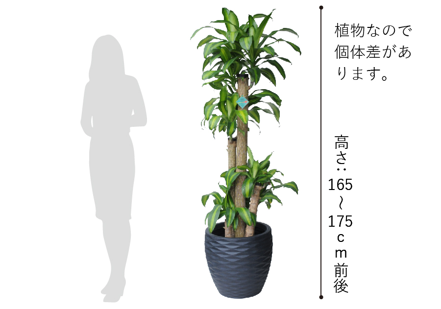 観葉植物 マッサンゲアナ（幸福の木）10号鉢 選べる鉢カバー付き 観葉 