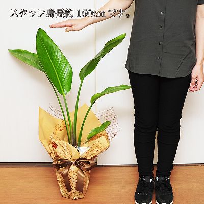 ストレチア オーガスタ 観葉植物 7号鉢 ストレリチア オーガスタ 観葉植物 エーデルワイス 花の贈り物 フラワーギフト通販 花宅配 水戸市