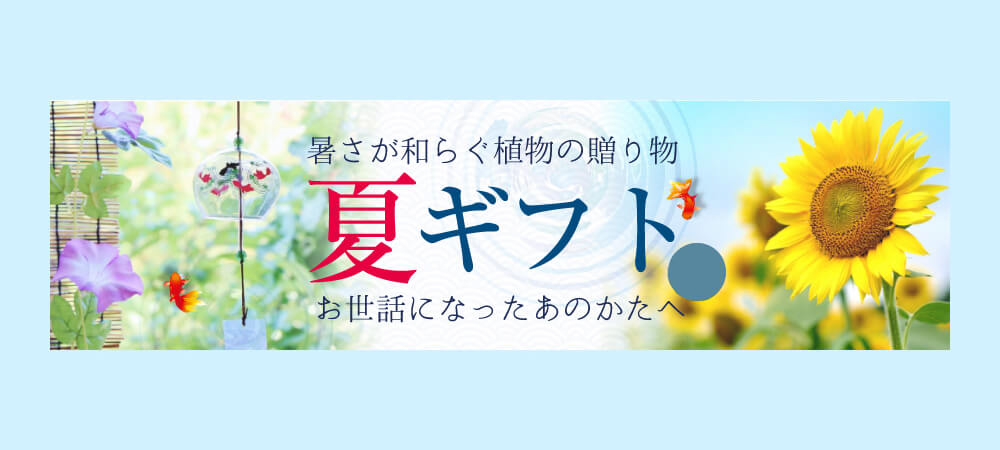 お中元の花贈り/暑中見舞いの花贈り/夏の花贈り