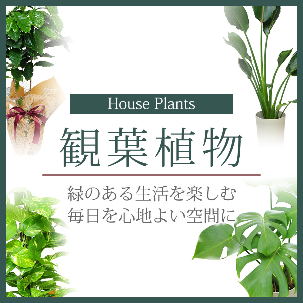 �ϗt�A��